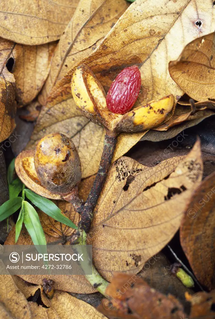 Seed of wild nutmeg