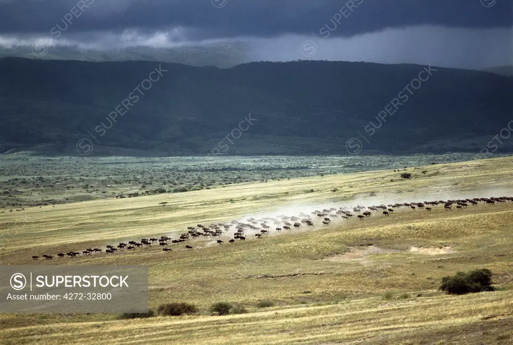 Wildebeest stampede on the dry grassy plains on the west side of the Ngorongoro Highlands
