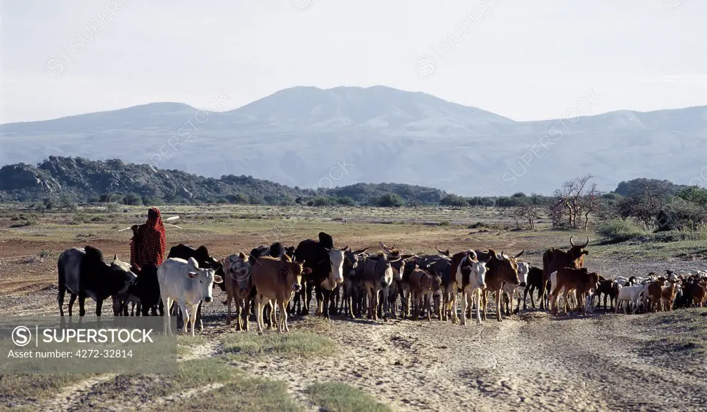 A false arm of the Great Rift Valley runs southeast from the Ngorongoro Highlands to Lake Eyasi, a shallow alkaline lake that can vary in size considerably from one year to the next.  The Datoga people graze their livestock on the friable, volcanic pasture land around the lakeshores.