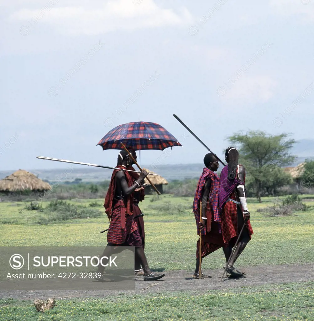 Maasai warriors in traditional attire with long braided hair and spears at hand leave the weekly livestock market at Engaruka in northern Tanzania.  The only break with tradition is an umbrella in favourite Maasai hues.