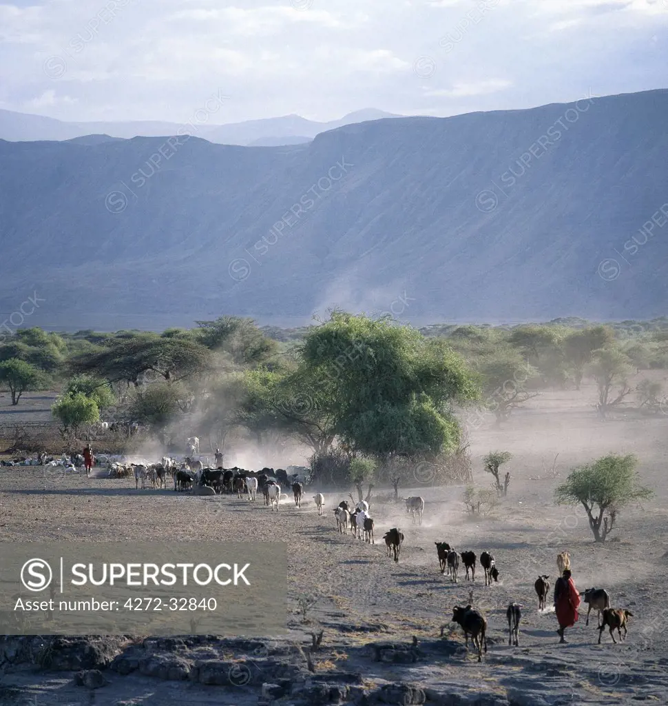 Maasai herdsmen drive their cattle home in the late afternoon over the dusty volcanic soil at the base of the western wall of the Gregory Rift, which dominates the landscape in this remote corner of northern Tanzania.