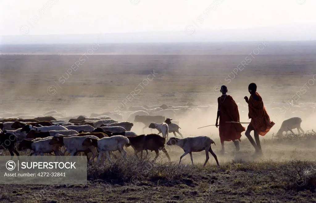 In the early morning, a Maasai herdsboy and his sister drive their family's flock of sheep across the friable, dusty plains near Malambo in northern Tanzania.