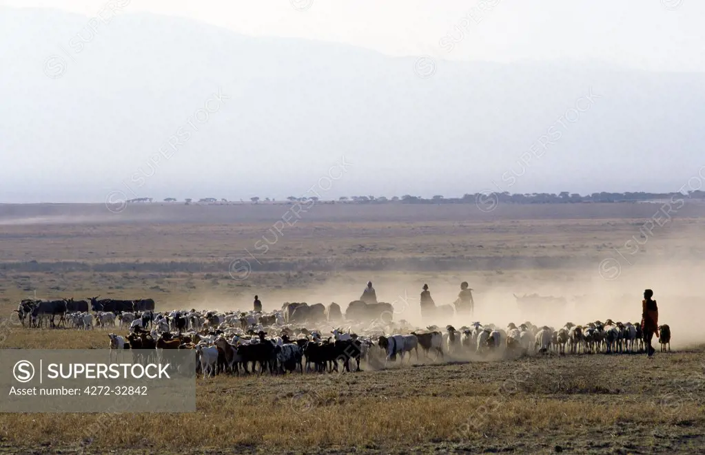 In the early morning, a Maasai family drives their  livestock across the friable, dusty plains near Malambo in northern Tanzania.