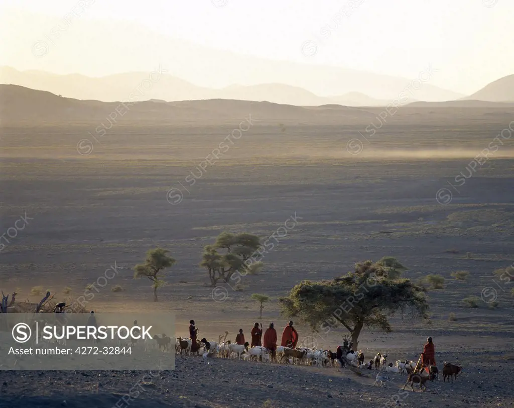 The scene at a Maasai manyatta, or homestead, as the first rays of sun herald another scorching day in an arid part of northern Tanzania, south of Lake Natron