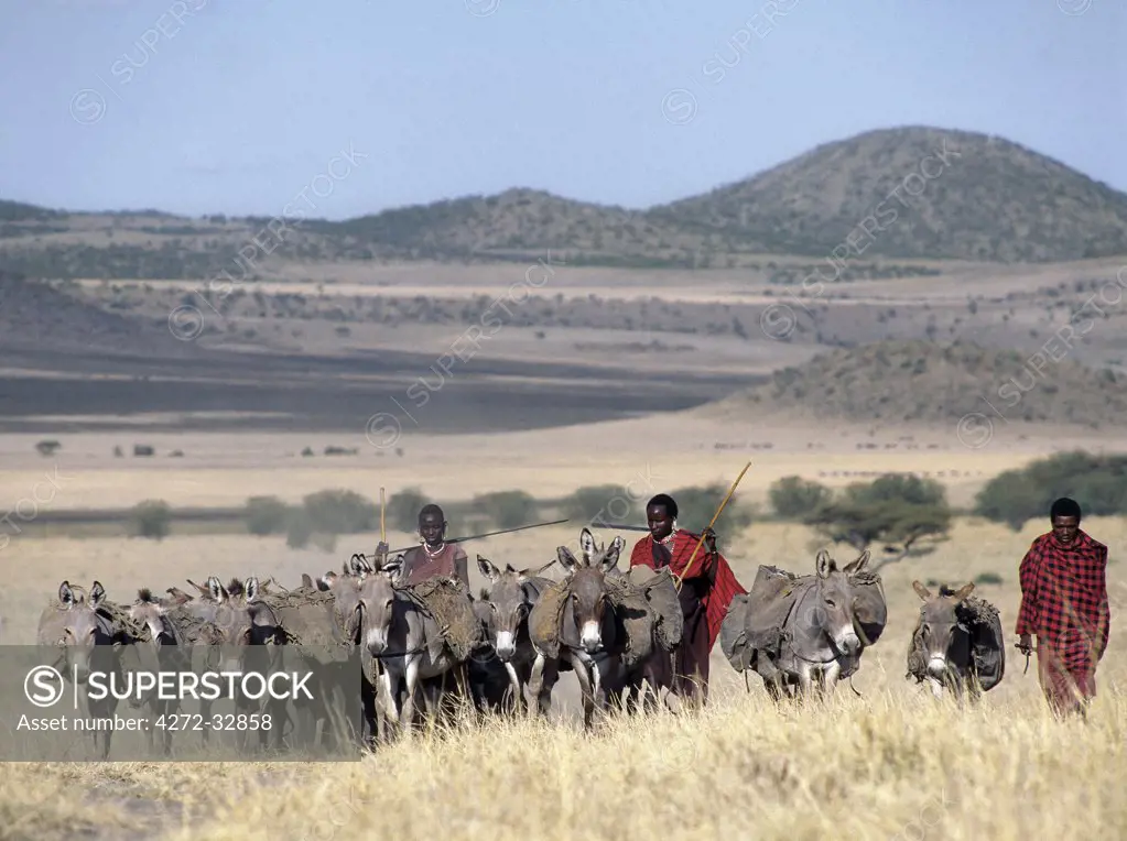 Maasai men, spears in hand, drive their laden donkeys across pristine volcanic grassland at the southern end of Lake Natron.  Donkeys carry loads in leather panniers strapped loosely to their flanks.