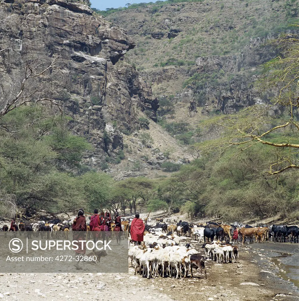 Maasai livestock watering at the seasonal Sanjan River, which rises in the Gol Mountains of northern Tanzania.