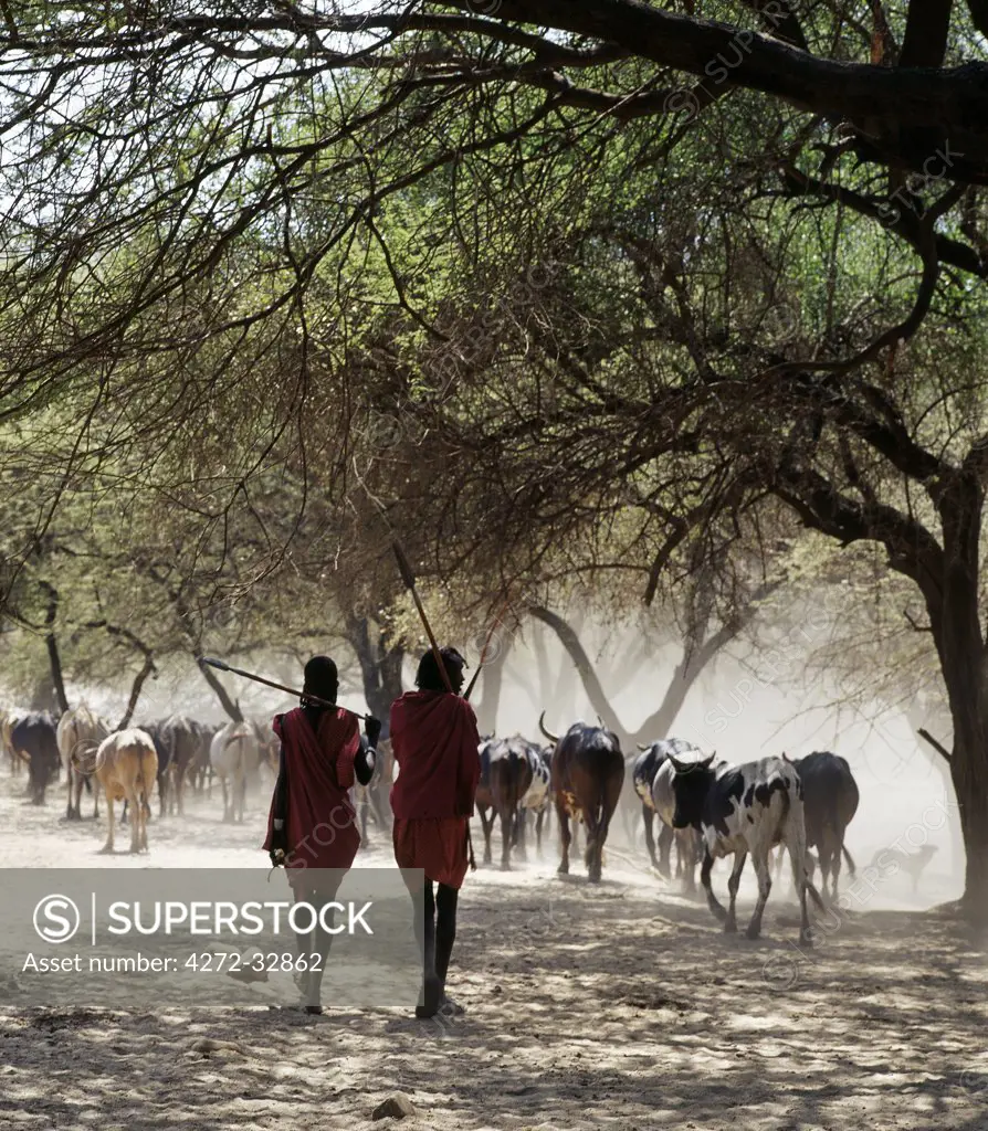 Two Maasai warriors, spears on their shoulders, leave the friable dusty banks of the Sanjan River after watering their cattle