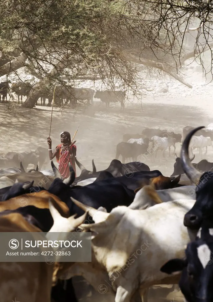 A Maasai warrior drives his family's cattle to the Sanjan River in northern Tanzania
