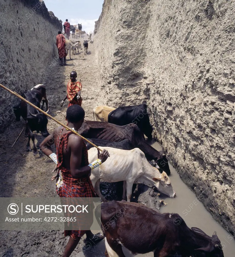 Deep Maasai wells at Loibor Serrit where cattle paths are cut deep into the soil to allow livestock nearer to the source of water.  Four fit, young men are necessary to bring water to the stock troughs about 30 feet above the water level at the bottom of the hand dug wells.