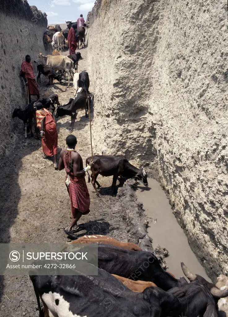 Deep Maasai wells at Loibor Serrit where cattle paths are cut deep into the soil to allow livestock nearer to the source of water.  Four fit, young men are necessary to bring water to the stock troughs about 30 feet above the water level at the bottom of the hand dug wells.