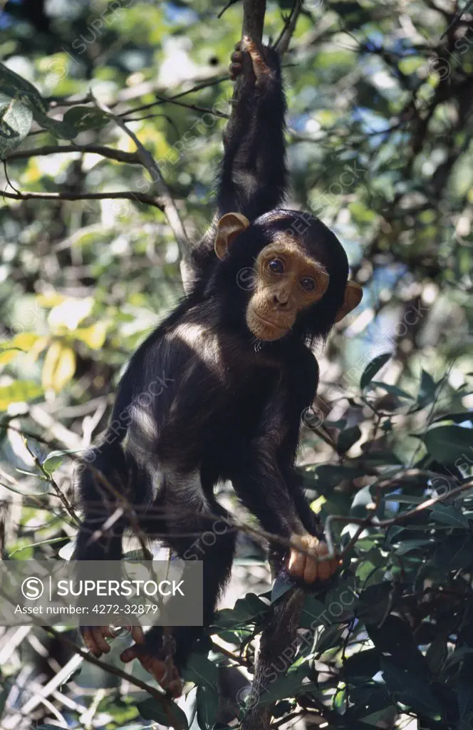 The remote Mahale Mountains, located on a bulge along the eastern shores of Lake Tanganyika.  The mountain slopes are covered with rainforest, where many trees show a closer affinity to West African species than to those of East Africa. Young chimps are born with pale faces, hands and feet, and a strong clinging reflex.