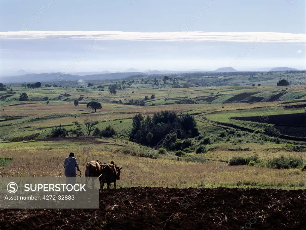 In the early morning, an ox-drawn plough tills the fertile volcanic soil of Tanzania's rich Southern Highlands region.