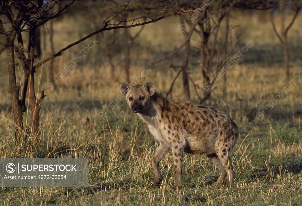 Spotted hyaena (Crocuta crocuta)