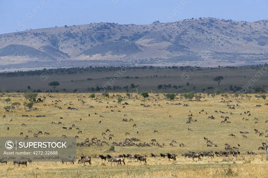 Large herds of white-bearded wildebeest, the vanguard of the annual migration, on the plains of the western Serengeti