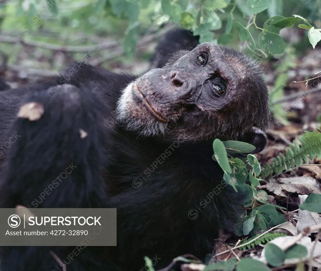 Female chimpanzee takes a rest.  The remote Mahale Mountains, located on a bulge along the eastern shores of Lake Tanganyika, rise spectacularly 8,069 feet.  The mountain slopes are covered with rainforest, where many trees show a closer affinity to West African species than to those of East Africa.