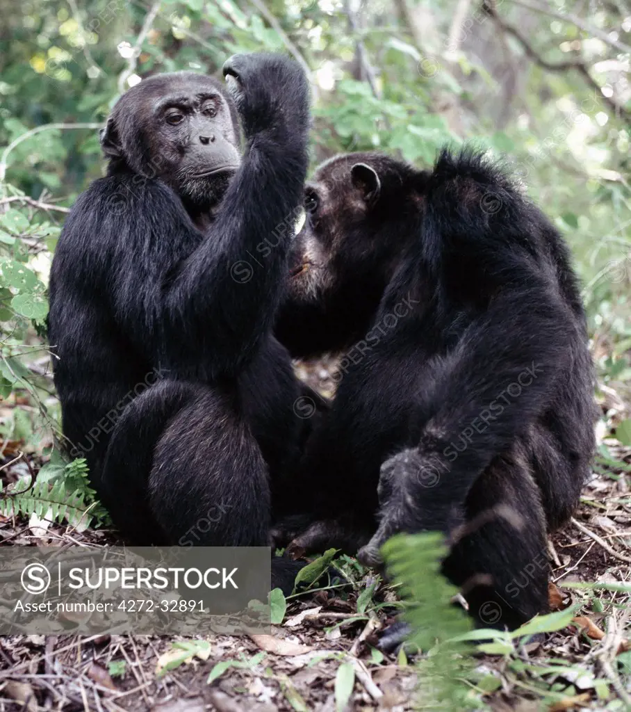 Adult chimps spend long hours each day removing flees from one another.  The remote Mahale Mountains, located on a bulge along the eastern shores of Lake Tanganyika, rise spectacularly 8,069 feet.  Protected as a national park since 1980, the mountains are home to one of the most important wild chimpanzee populations left in Africa.