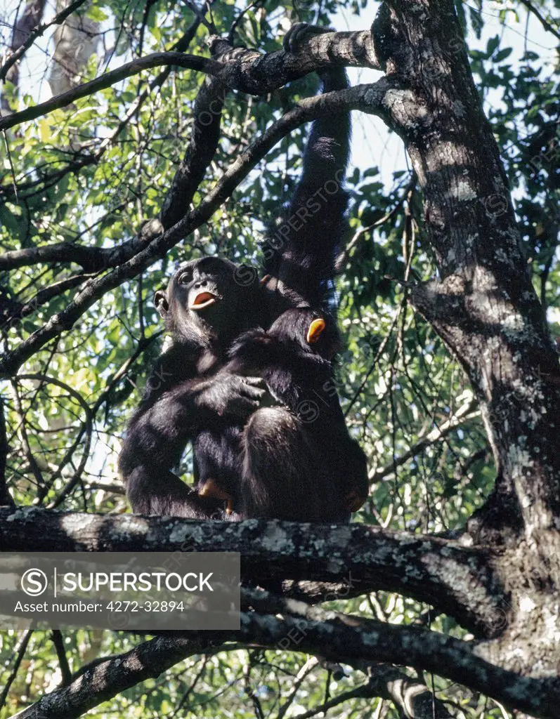 A female chimpanzee with her baby sitting in the forest canopy and calling to other members of the troop.  The remote Mahale Mountains, located on a bulge along the eastern shores of Lake Tanganyika, rise spectacularly 8,069 feet.  Protected as a national park since 1980, the mountains are home to one of the most important wild chimpanzee populations left in Africa.