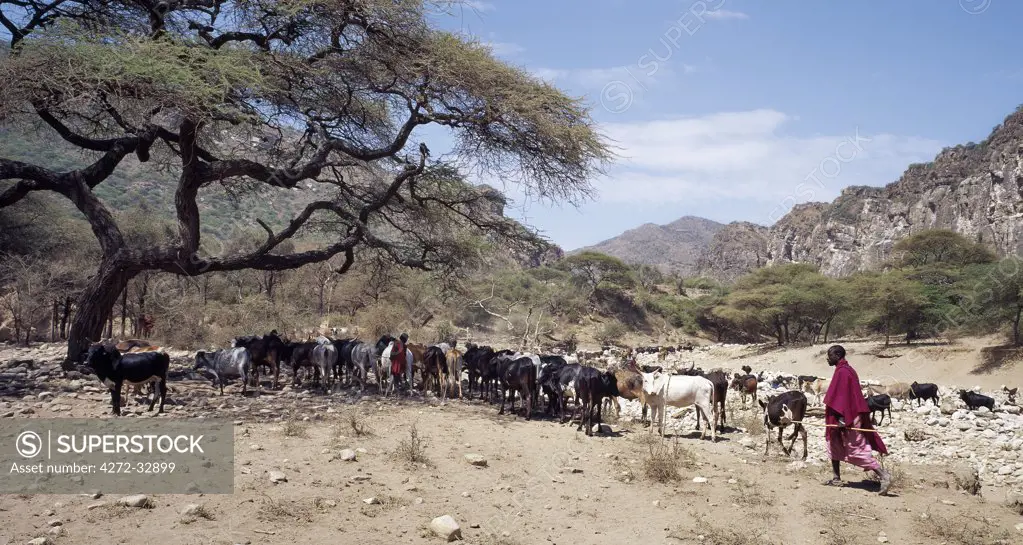 Maasai pastoralists water their livestock at the seasonal Sanjan River, which rises in the Gol Mountains of northern Tanzania.