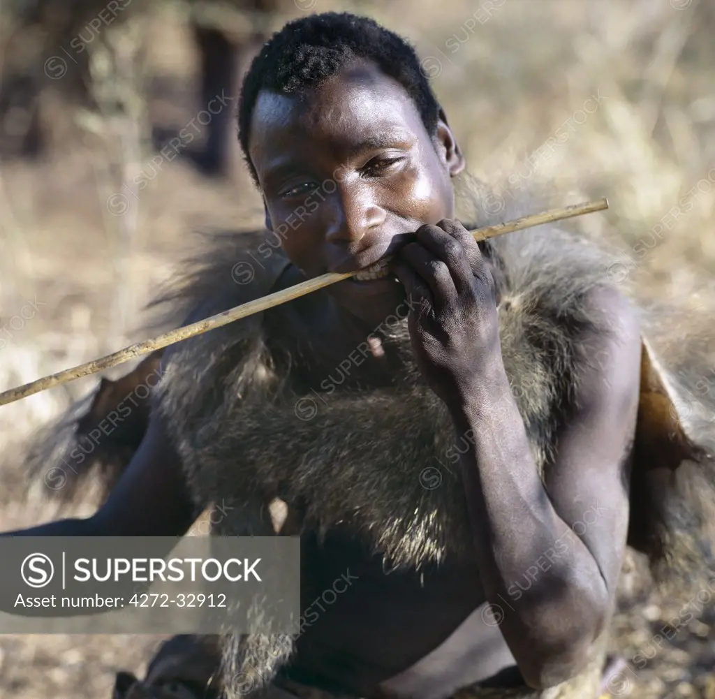 A Hadza hunter wearing a baboon skin cape straightens a new arrow shaft in his teeth.The Hadzabe are a thousand-strong community of hunter-gatherers who have lived in the Lake Eyasi basin for centuries.  They are one of only four or five societies in the world that still earn a living primarily from wild resources.