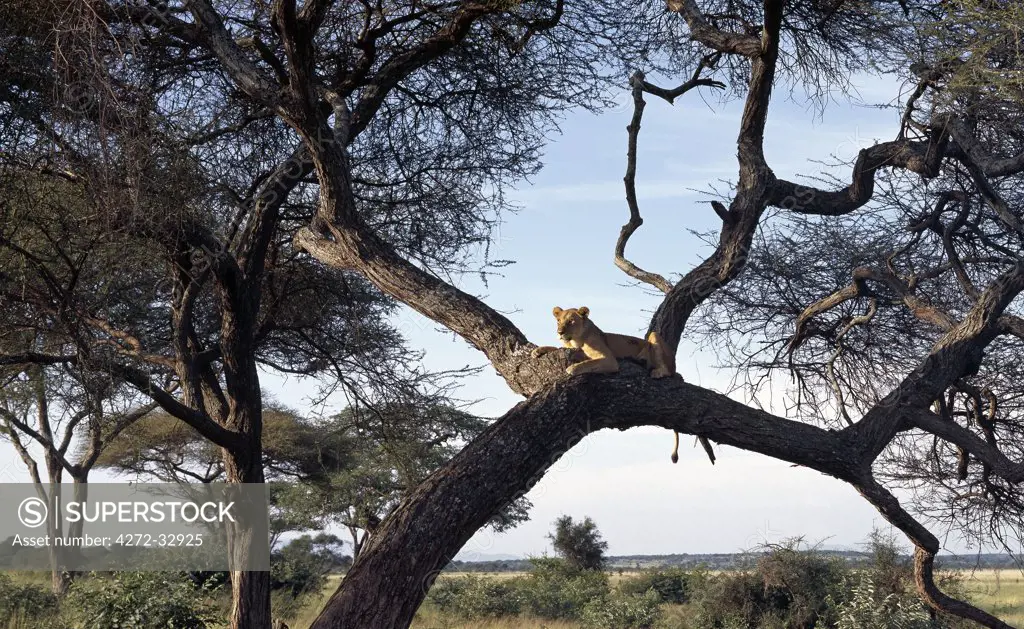 A lioness keeps watch from a comfortable perch in a huge Acacia tortilis tree in the Tarangire National Park.
