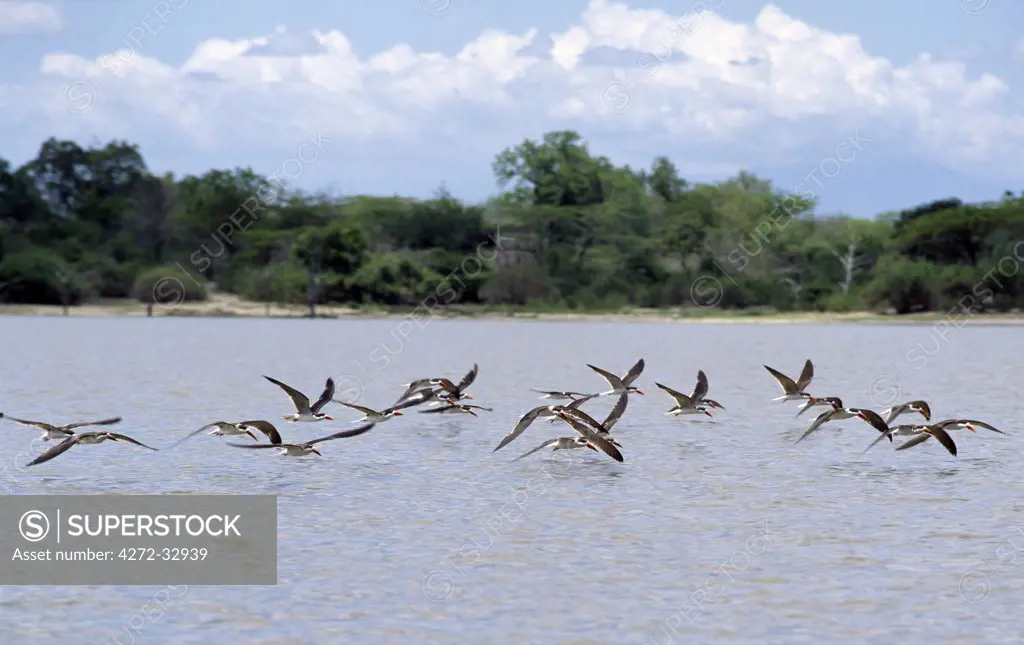 A flock of African skimmers fly low over Lake Tagalala in the Selous Game Reserve of Southern Tanzania. When feeding, the skimmer ploughs the water with its projecting lower mandible.The Selous Game Reserve covers 48,000 square kilometres and is one of the largest protected areas in the world.