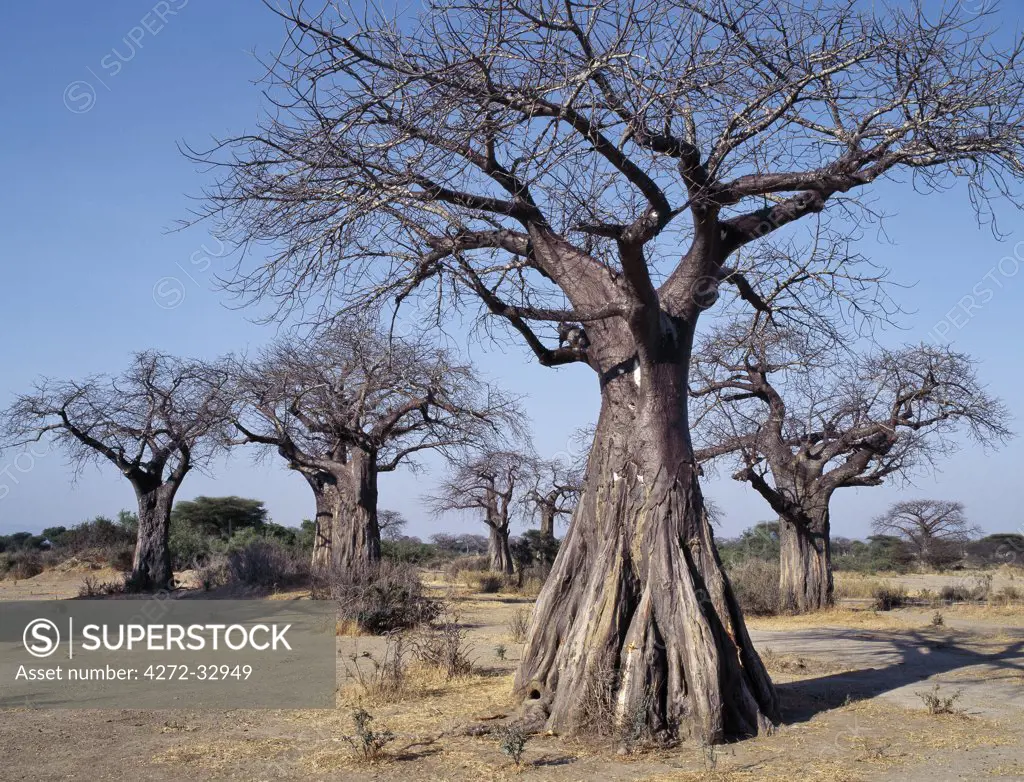 Baobab trees in the Ruaha Valley of Southern Tanzania.
