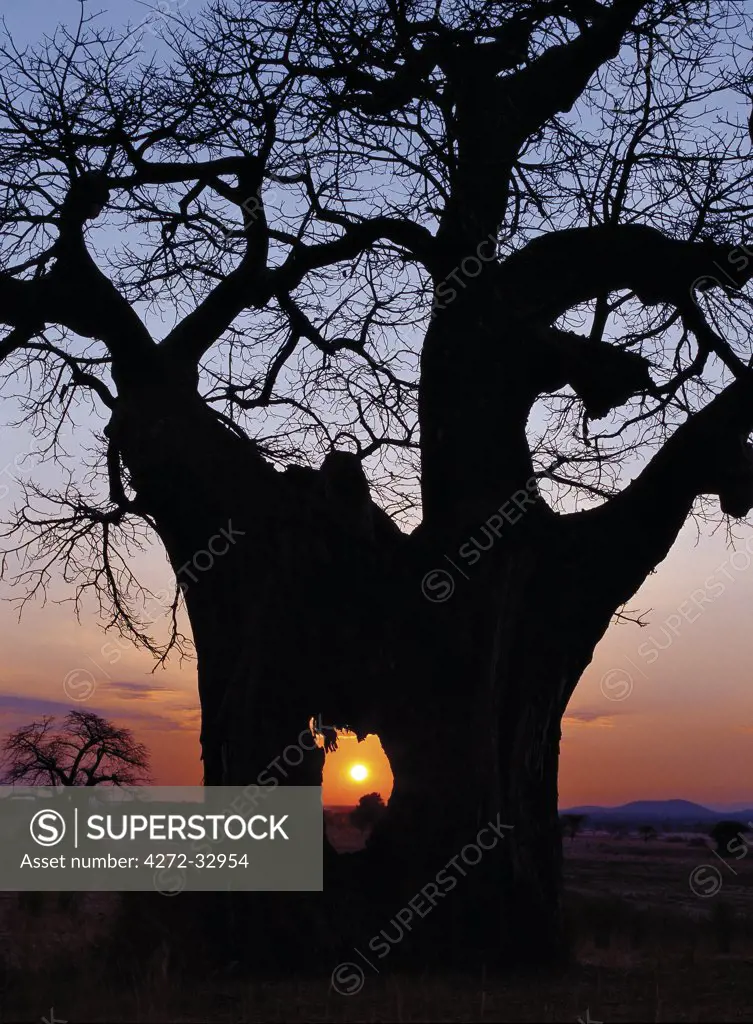 Sunrise through the hole made in a baobab tree by an elephant in the Ruaha National Park of Southern Tanzania.In dry weather, elephants eat the bark and fibrous pith of these trees, which have a high mineral and moisture content.