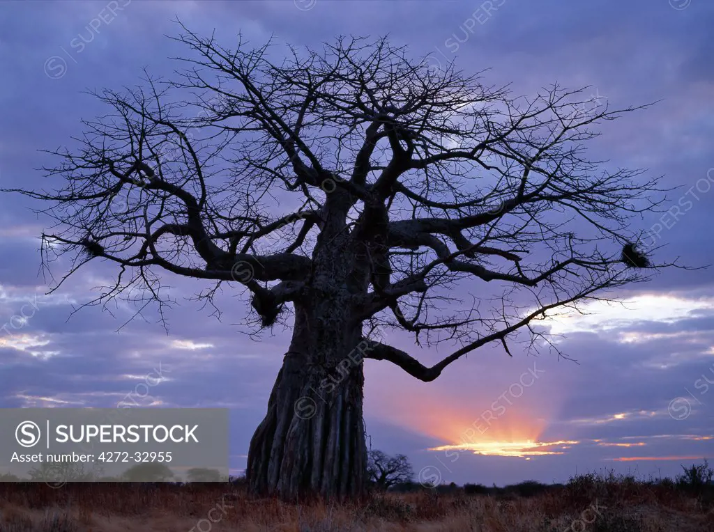 Sun's rays and baobab tree in the Ruaha National Park of Southern Tanzania.