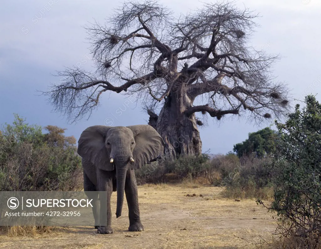 An elephant looks menacing in front of a baobab tree in the Ruaha National Park of Southern Tanzania.In dry weather, elephants eat the bark and fibrous pith of these trees, which have a high mineral and moisture content