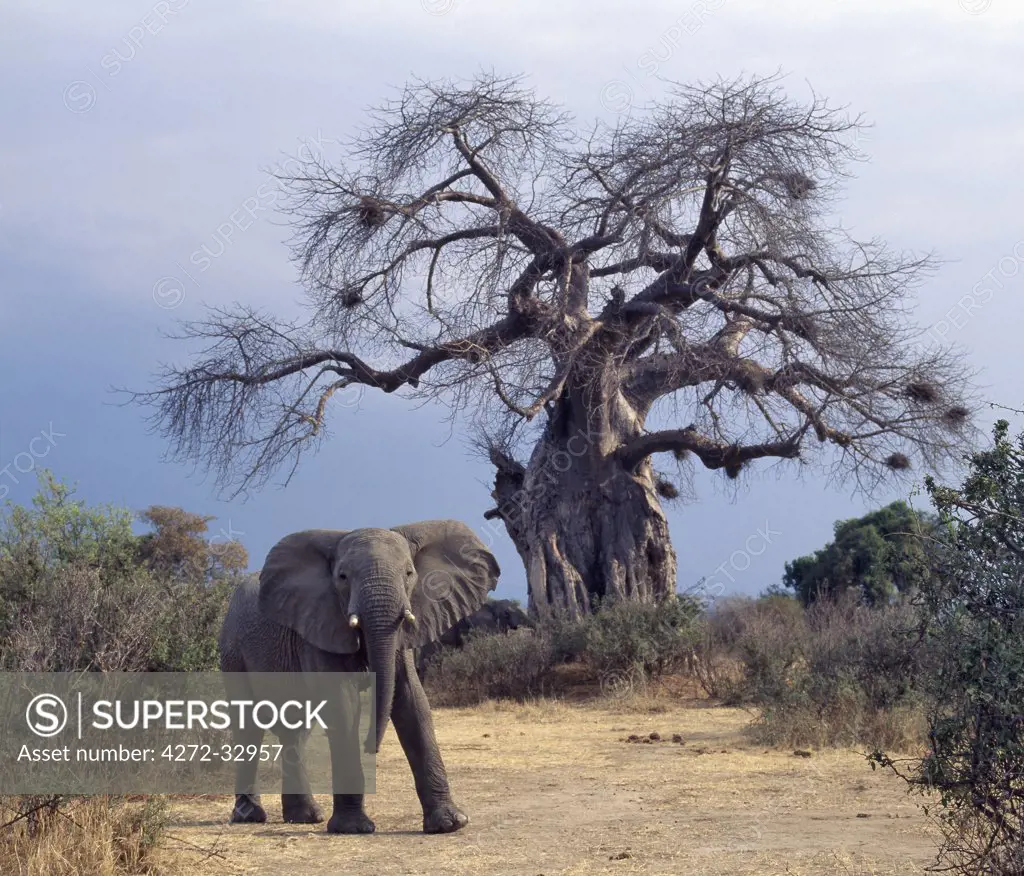 An elephant looks menacing in front of a baobab tree in the Ruaha National Park of Southern Tanzania.In dry weather, elephants eat the bark and fibrous pith of these trees, which have a high mineral and moisture content.