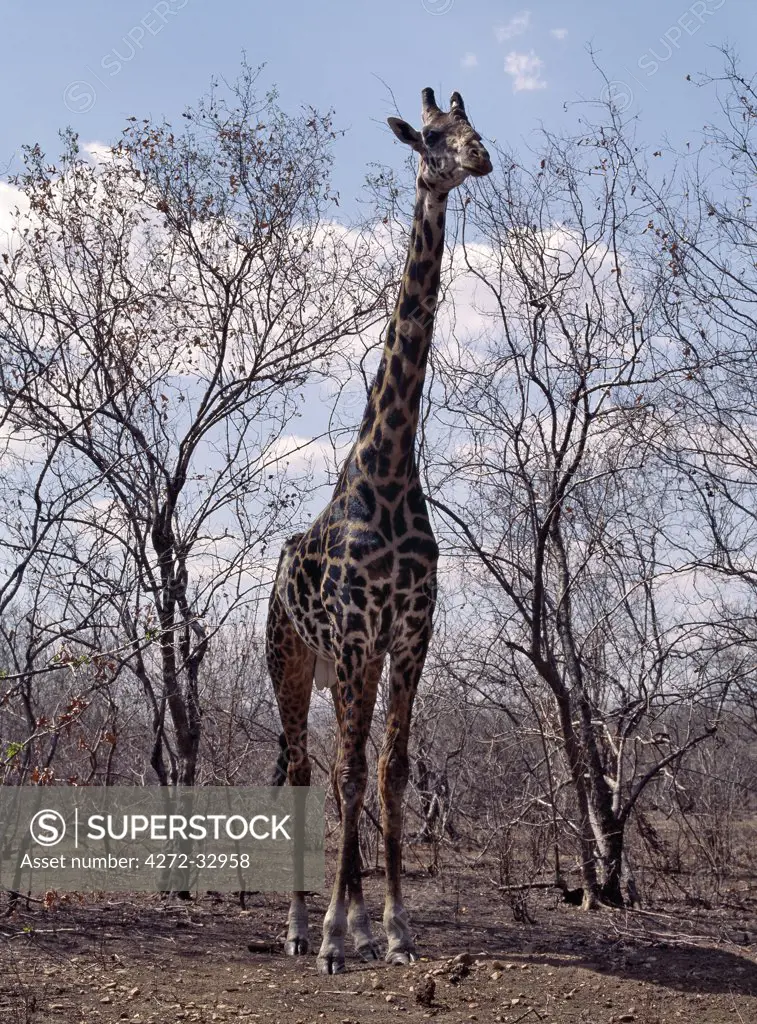 An old Masai giraffe with very dark markings in the Ruaha National Park of Southern Tanzania.