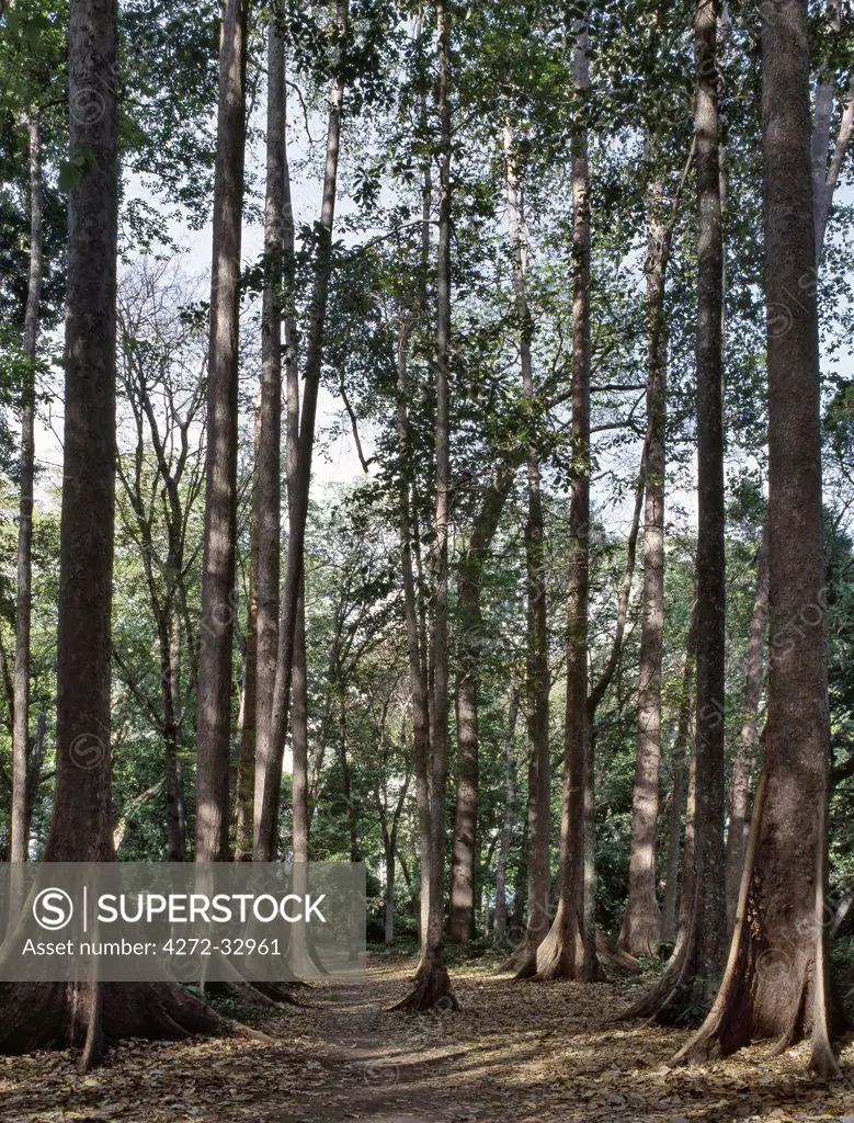 A fine stand of indigenous trees in a small patch of forest on the outskirts of Mombo at the foot of the Usambara Mountains.