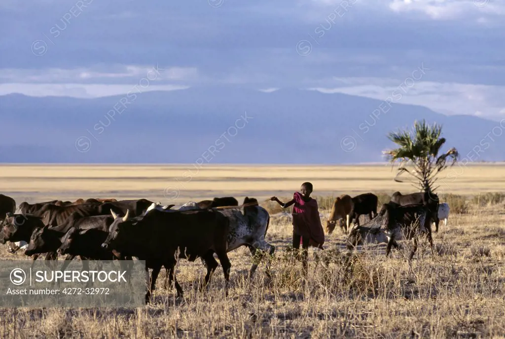In the late afternoon, a Maasai boy drives his father's cattle home across the grassy plains west of the Lake Manyara National Park.