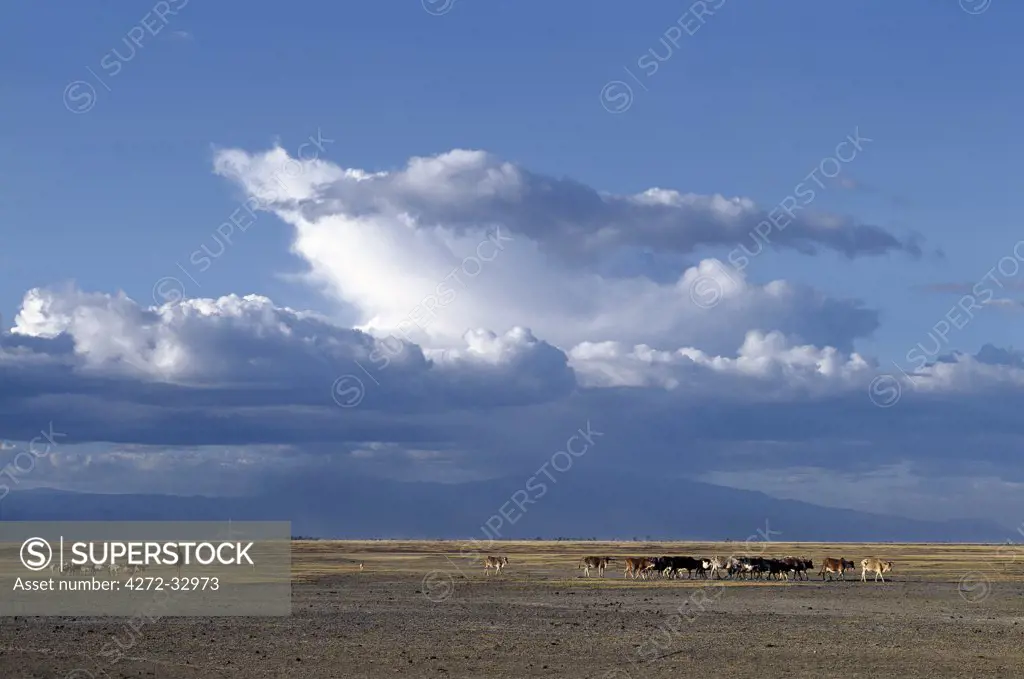 With storm clouds gathering over the Ngorongoro Highlands, A Datoga woman and her son drive their family's livestock home in the late afternoon across the grassy plains west of the Lake Manyara National Park.