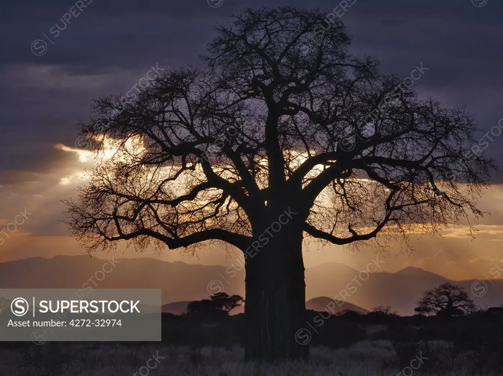A baobab tree silhouetted against the rays of a setting sun in a stormy sky.