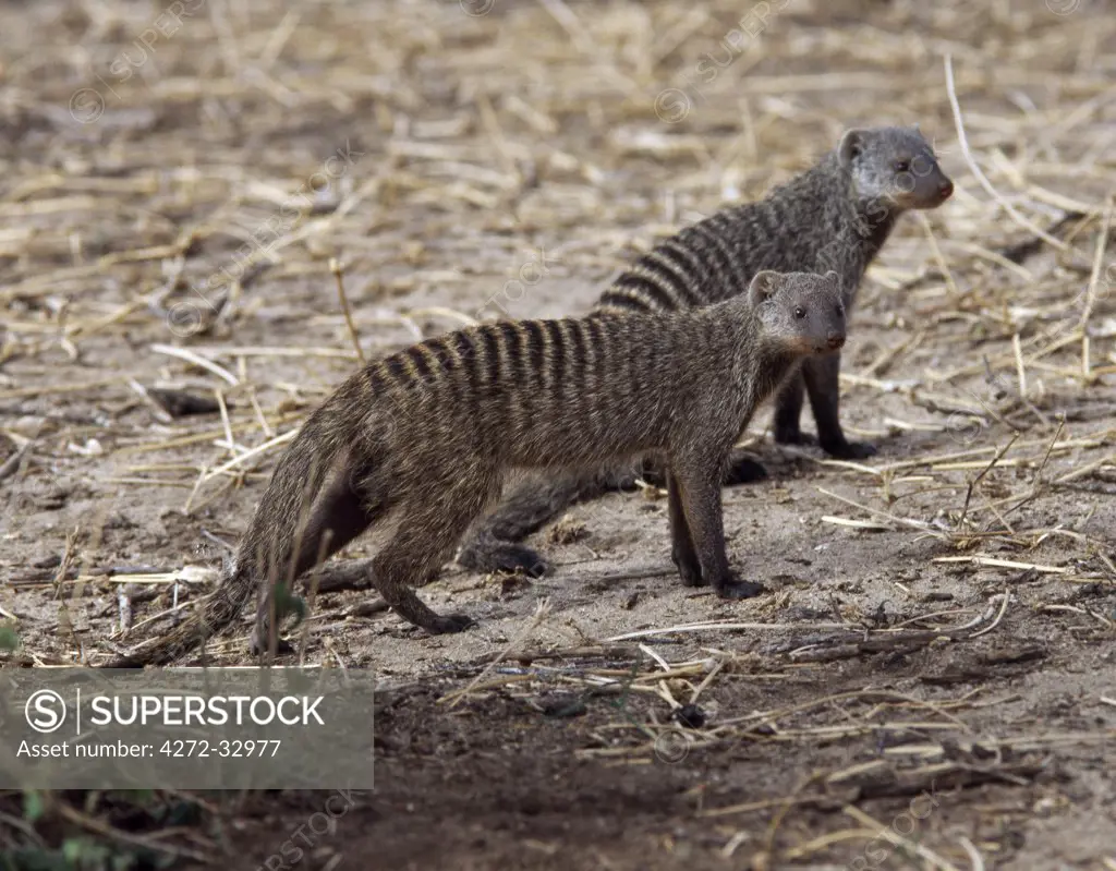 Two banded mongooses look alert as they move in search of food. Mongooses are primarily terrestrial carnivores, which live in packs and often make their burrows or warrens in termite mounds