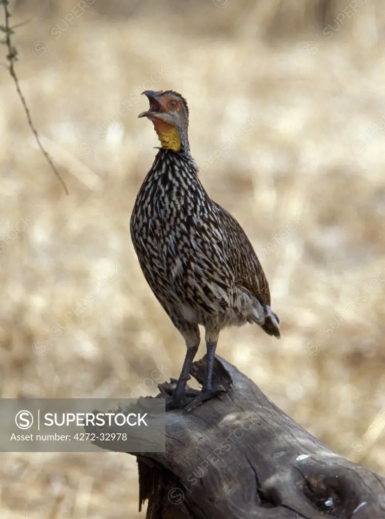 A Yellow-necked spurfowl sings, perched on a log of wood. This large francolin has a distinctive bare yellow throat and red-orange skin around the eyes.