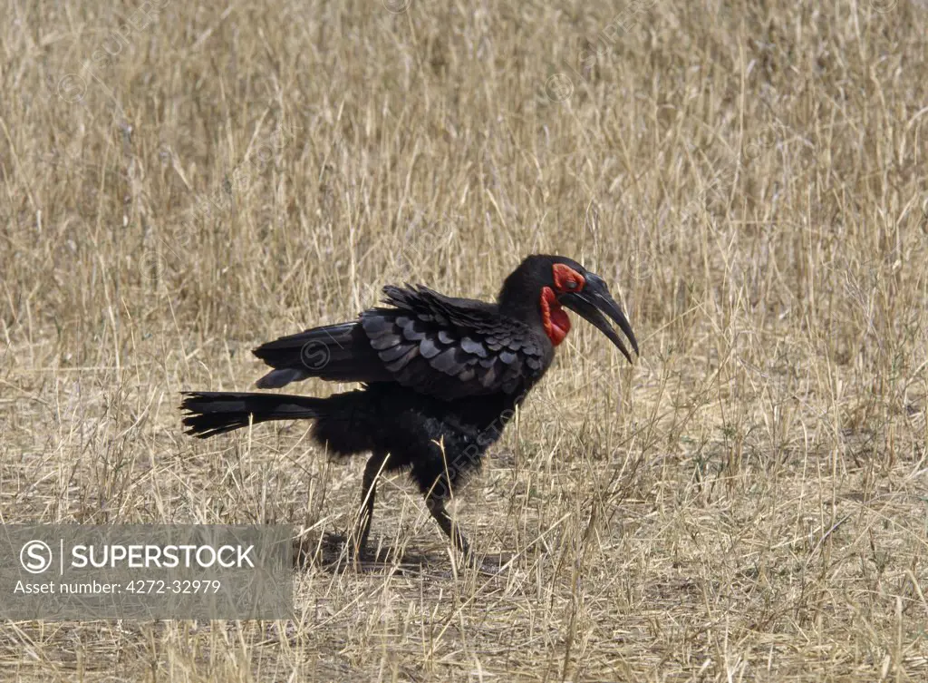 A Southern Ground-hornbill searches for food in dry grass. This large pedestrian hornbill is distinctive with its bare bright red eye and throat wattles.  Birds prefer to lope off when disturbed but in flight they reveal striking white primary feathers.
