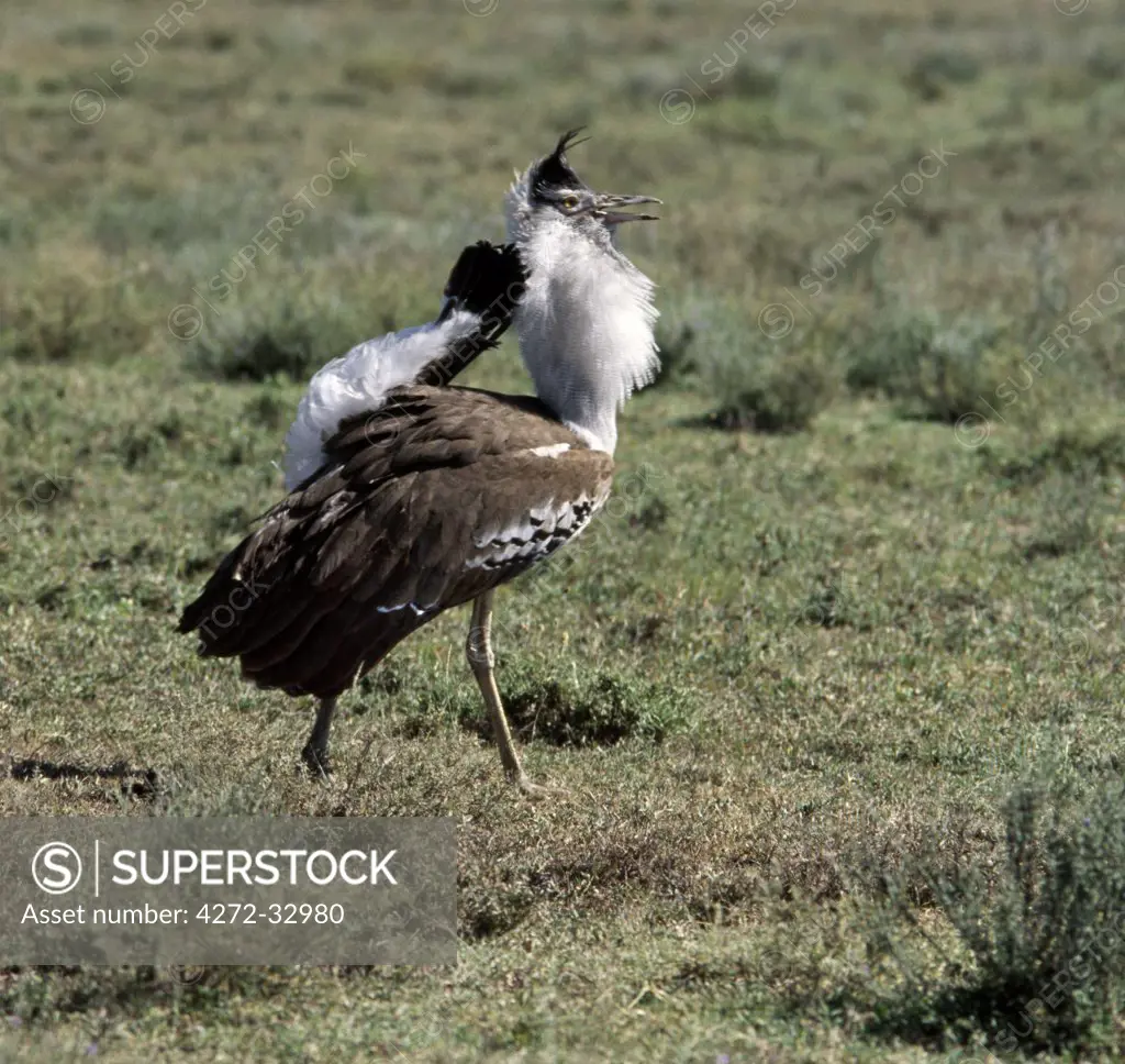 A male Kori bustard displays to its mate.   In so doing, it inflates its throat ruff and chest, lowers it wings and lifts its tail to reveal a mass of soft white undertail-coverts.
