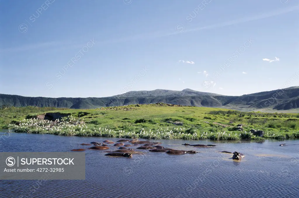 Hippos wallow in a small freshwater lake on the floor of the world famous Ngorongoro Crater. The craters 102 square mile floor is spectacular for wildlife. This feature is in fact a caldera, the largest unbroken, unflooded caldera in the world.