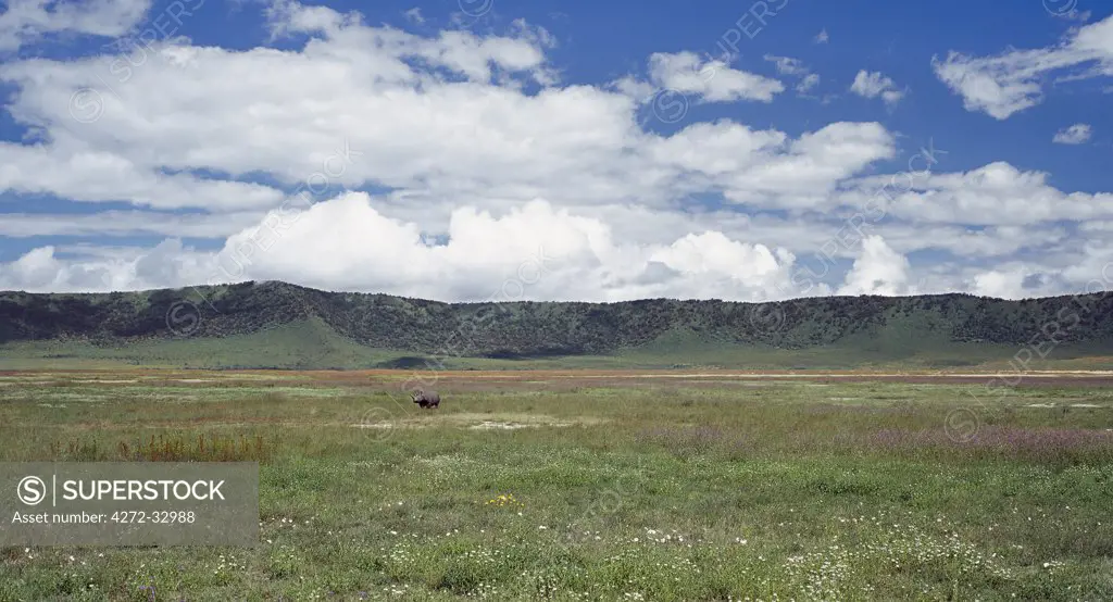 A lone black rhino is dwarfed by its surroundings in the world famous Ngorongoro Crater.  The craters 102 square mile floor is spectacular for wildlife. This feature is in fact a caldera, the largest unbroken, unflooded caldera in the world.