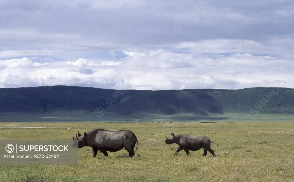 A black rhino mother and offspring are dwarfed by their surroundings in the world famous Ngorongoro Crater. The craters 102 square mile floor is spectacular for wildlife. This feature is in fact a caldera, the largest unbroken, unflooded caldera in the world.
