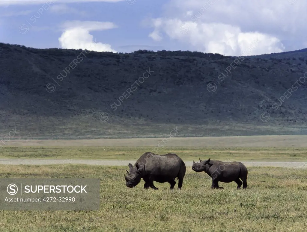 A black rhino mother and offspring are dwarfed by their surroundings in the world famous Ngorongoro Crater. The craters 102 square mile floor is spectacular for wildlife. This feature is in fact a caldera, the largest unbroken, unflooded caldera in the world.