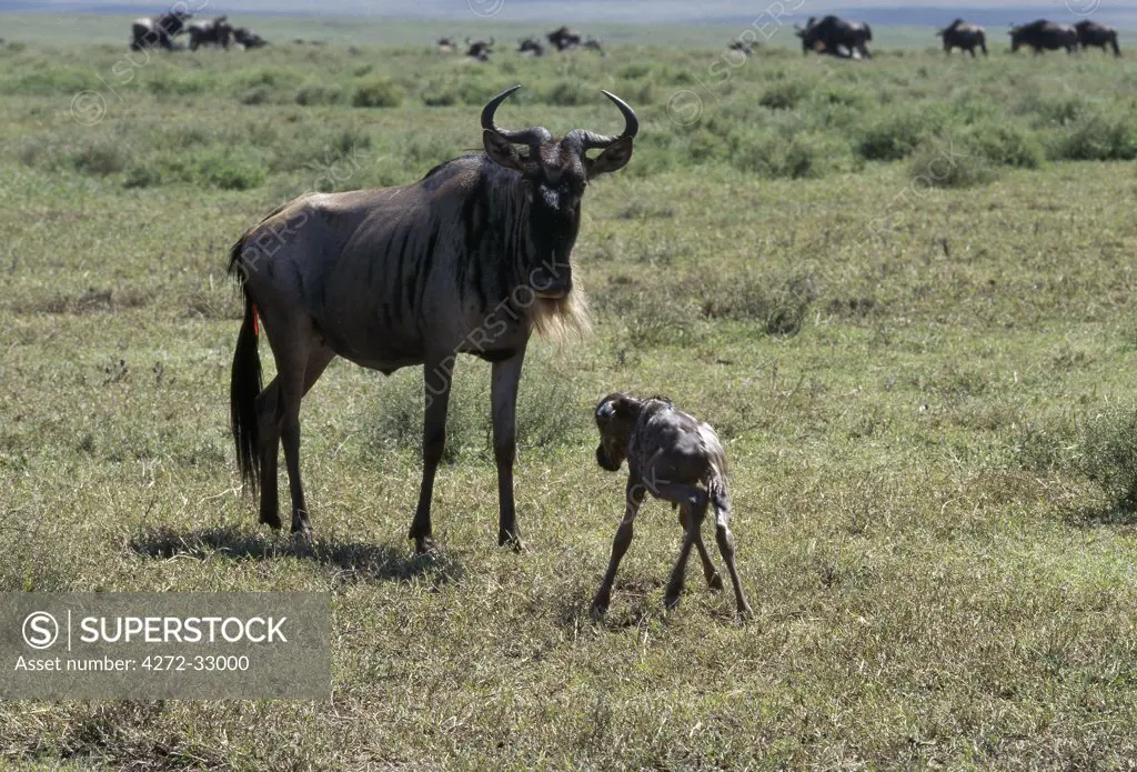 A newborn Wildebeest calf staggers towards its mother minutes after birth. Ninety per cent of all wildebeest, or white-bearded gnu, calves are born in the area of Lake Ndutu and the Serengeti Plains in a three-week period between February and March each year.
