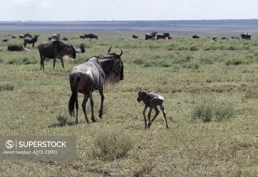A newborn Wildebeest calf staggers towards its mother minutes after birth. Ninety per cent of all wildebeest, or white-bearded gnu, calves are born in the area of Lake Ndutu and the Serengeti Plains in a three-week period between February and March each year.