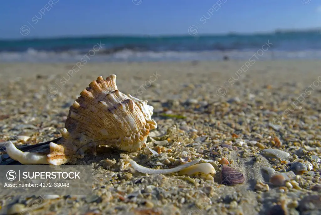 Shells on the beach, Fundu Lagoon Resort, Pemba Island, Zanzibar, East Africa