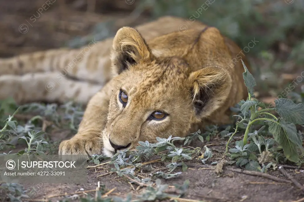 Tanzania, Katavi National Park. A lion cub keeps a watchful eye while resting near its mother.