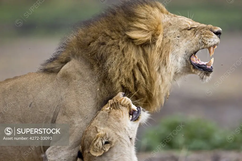 Tanzania, Katavi National Park. Lions roar after mating.