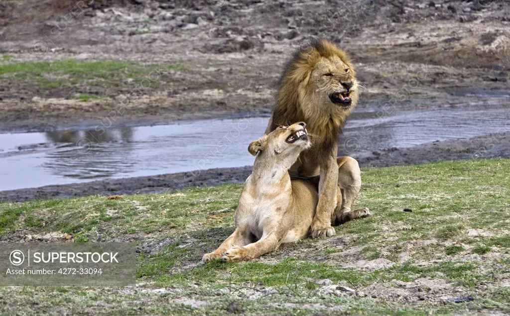 Tanzania, Katavi National Park. Mating lions.