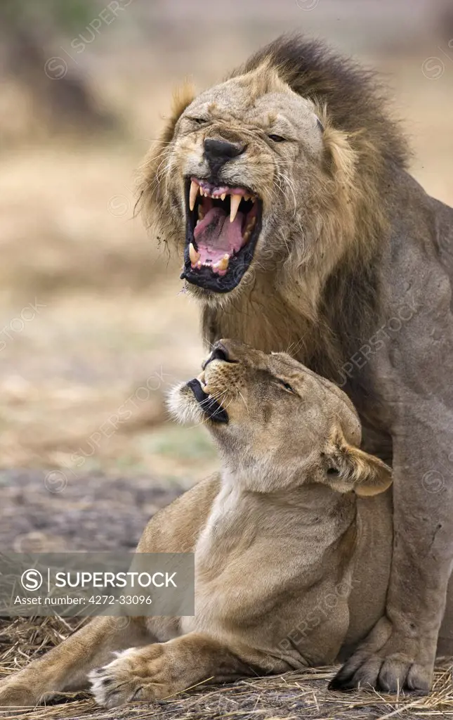 Tanzania, Katavi National Park. Mating lions.
